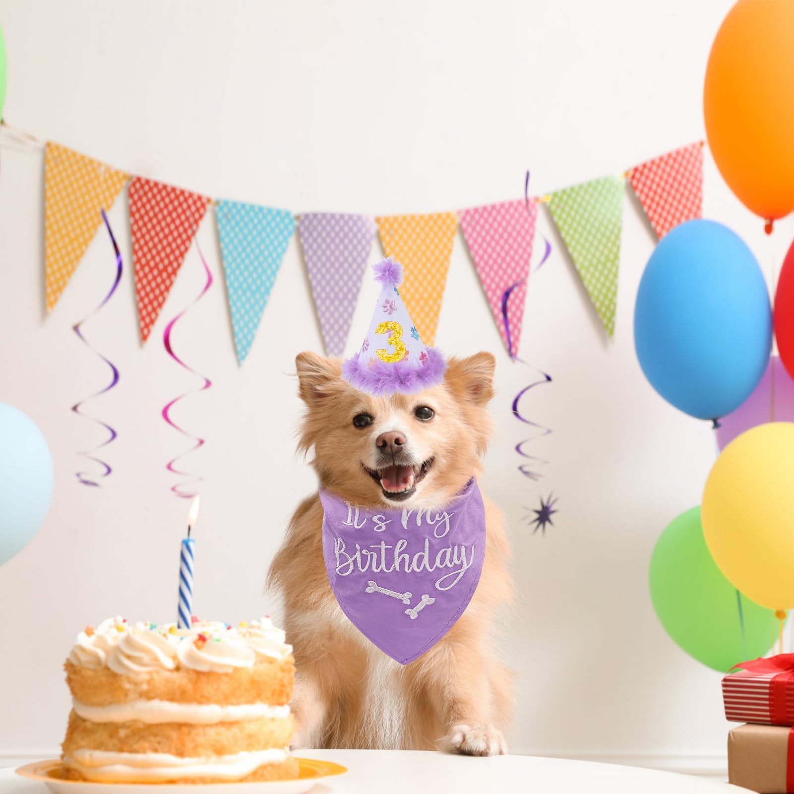 BINGPET puppy party photoshoot captures adorable birthday memories.