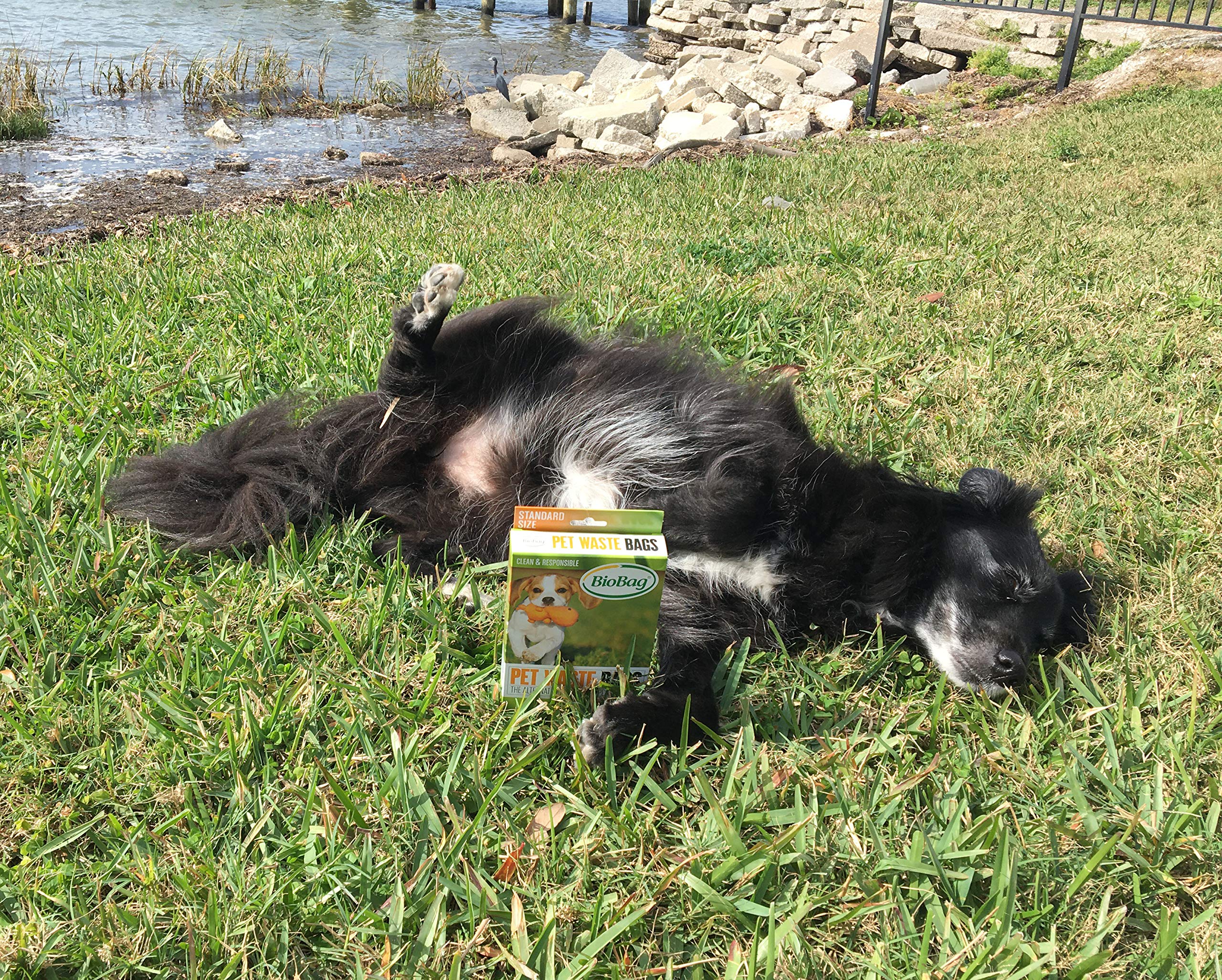 BioBag use-dog-walk-scene demonstrates easy cleanup during walks.