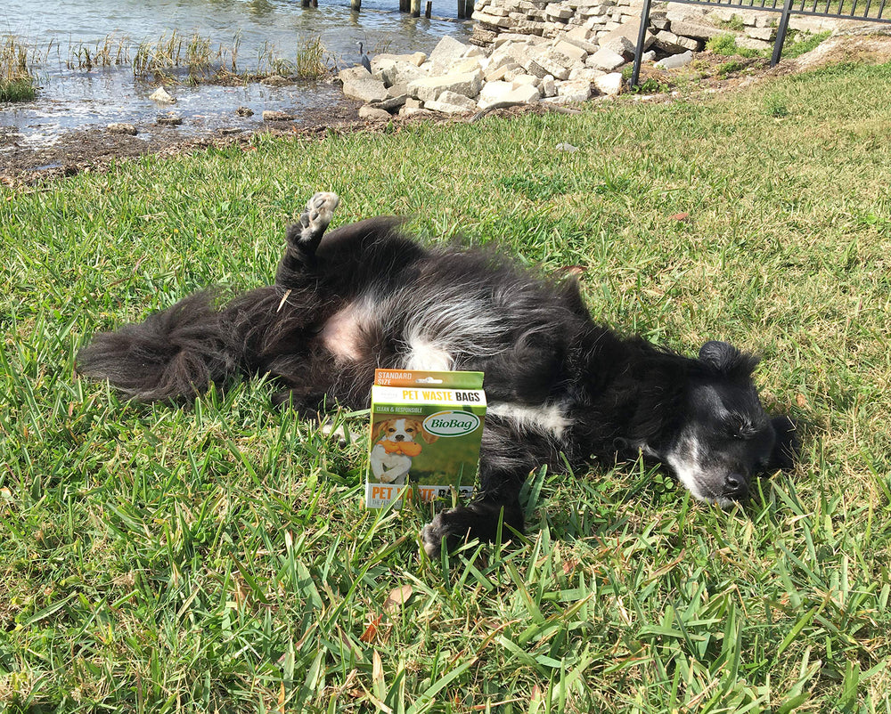 BioBag use-dog-walk-scene demonstrates easy cleanup during walks.