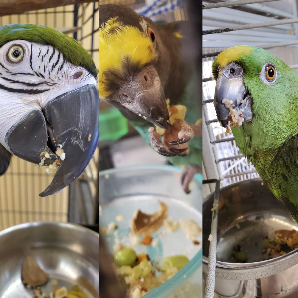 Bird Street Bistro parrot food USA-made packaging emphasizes eco-friendly sourcing.