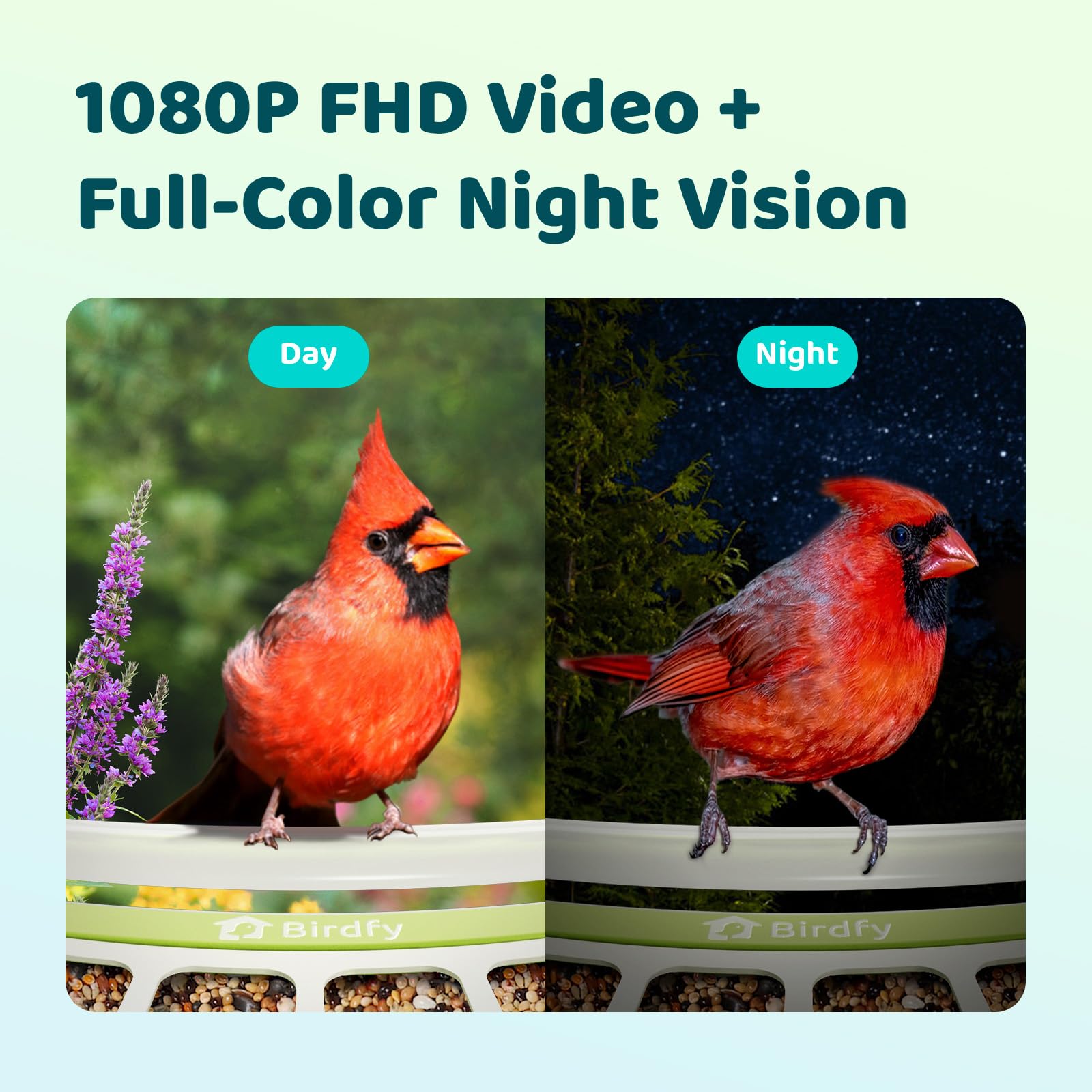 Birdfy 1080p video captures crisp feather detail for vivid backyard watching.