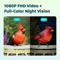 Birdfy 1080p video captures crisp feather detail for vivid backyard watching.