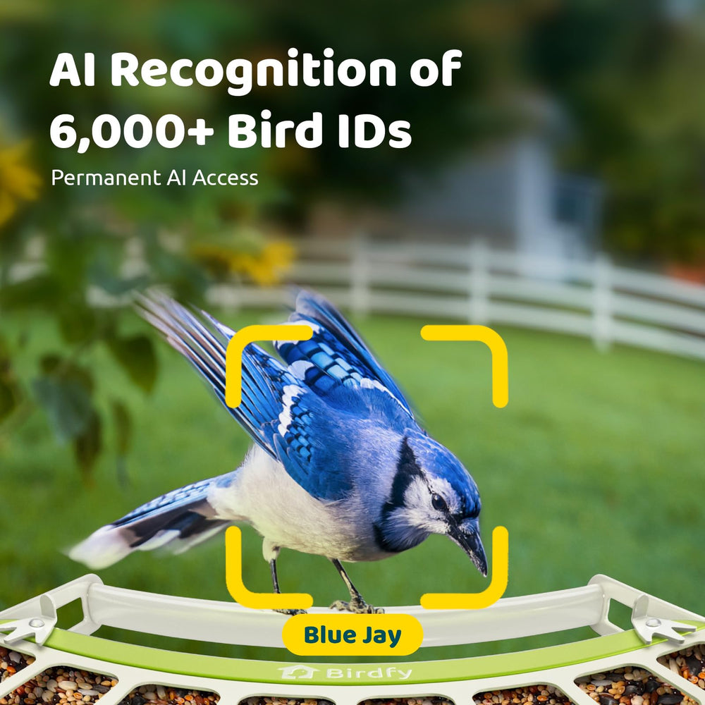Birdfy AI ID detects species in real time, enriching backyard observations.