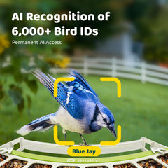 Birdfy AI ID detects species in real time, enriching backyard observations.