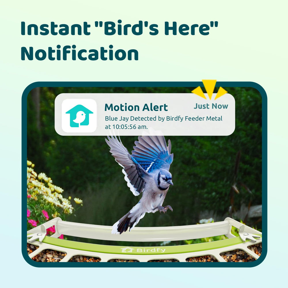 Birdfy's squirrel-proof design helps keep feeders active for you to observe.