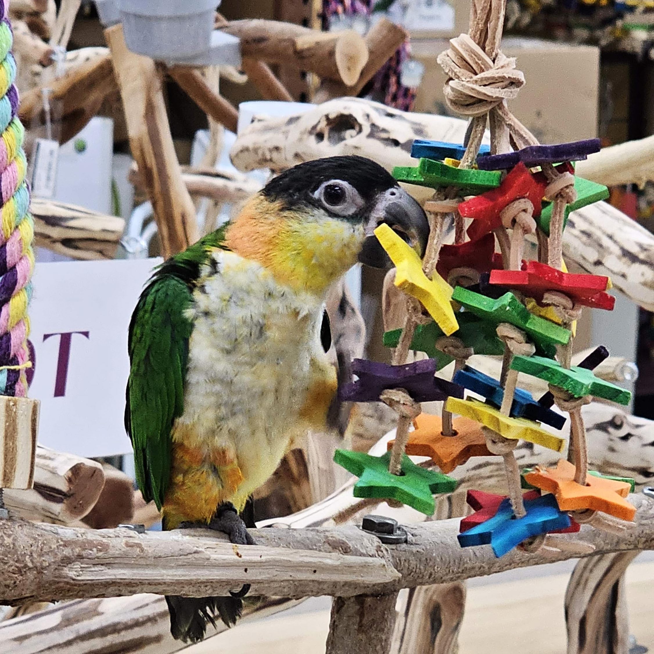 Birds LOVE 6x5x2 inches toy fits cages and stands
