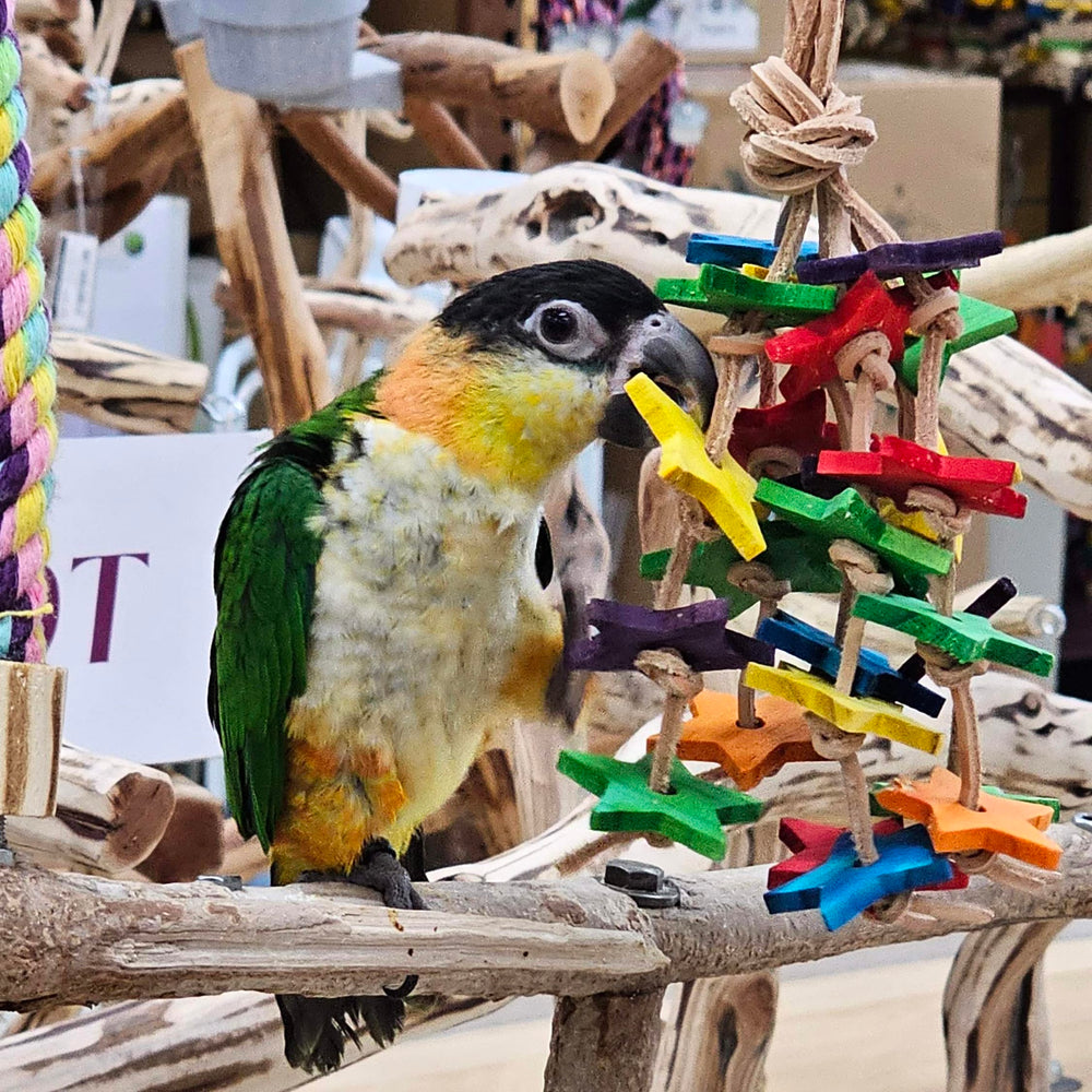 Birds LOVE 6x5x2 inches toy fits cages and stands