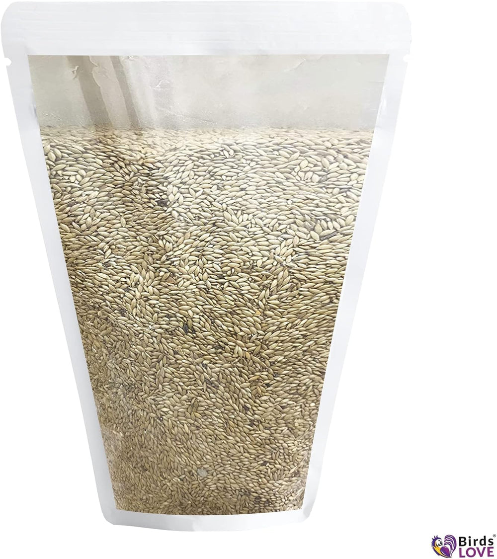 Birds LOVE Alpiste seed closeup reveals small, uniform seeds free of debris.