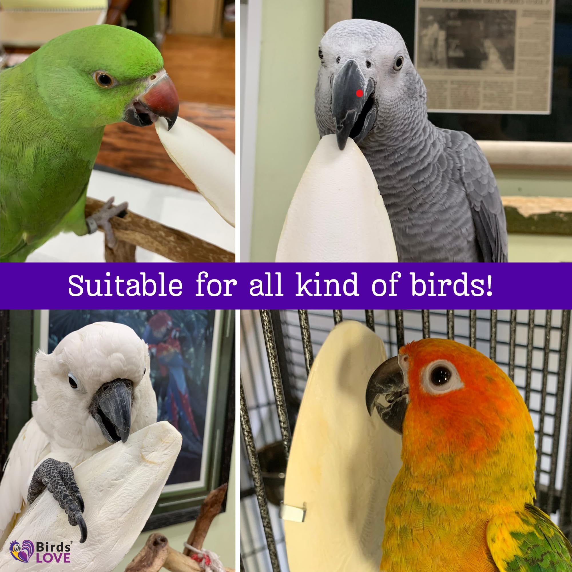 Birds LOVE calcium and minerals for birds and reptiles