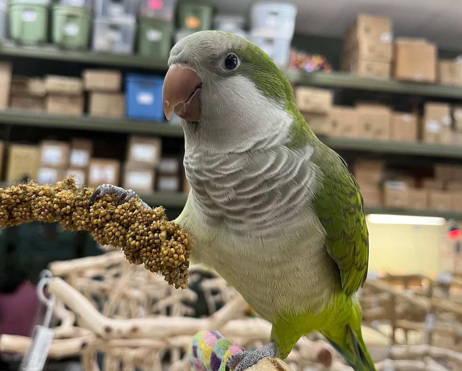 Birds LOVE Millet Tips & Tails low-fat, highly digestible, enjoyed by all parrots