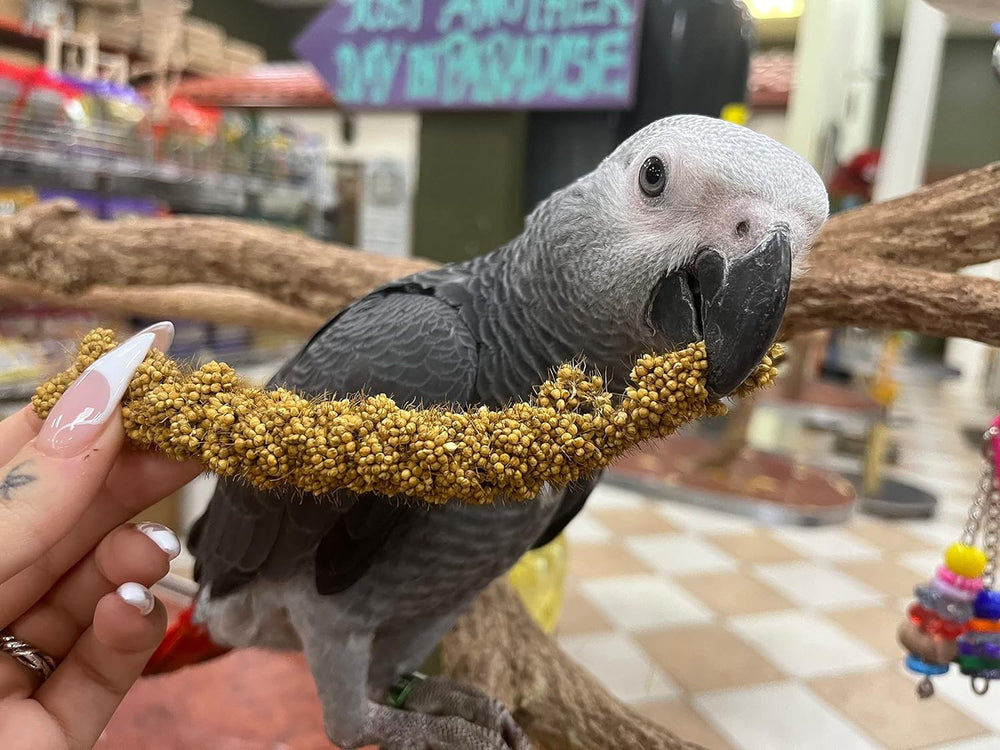 Birds LOVE Millet Tips & Tails rich in amino acids—the building blocks of a healthy life