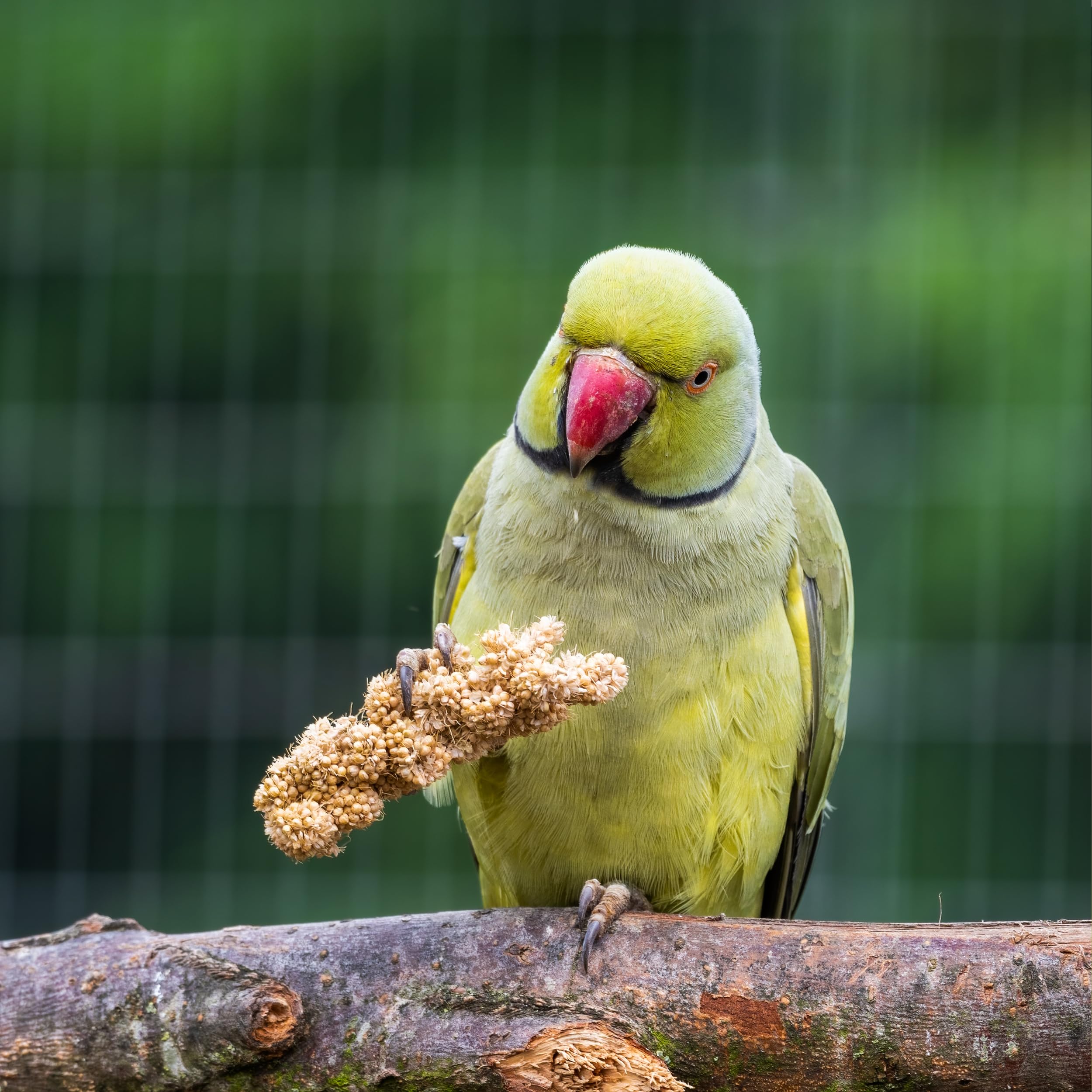 Birds LOVE Millet Tips & Tails are freezer-friendly for stocking up