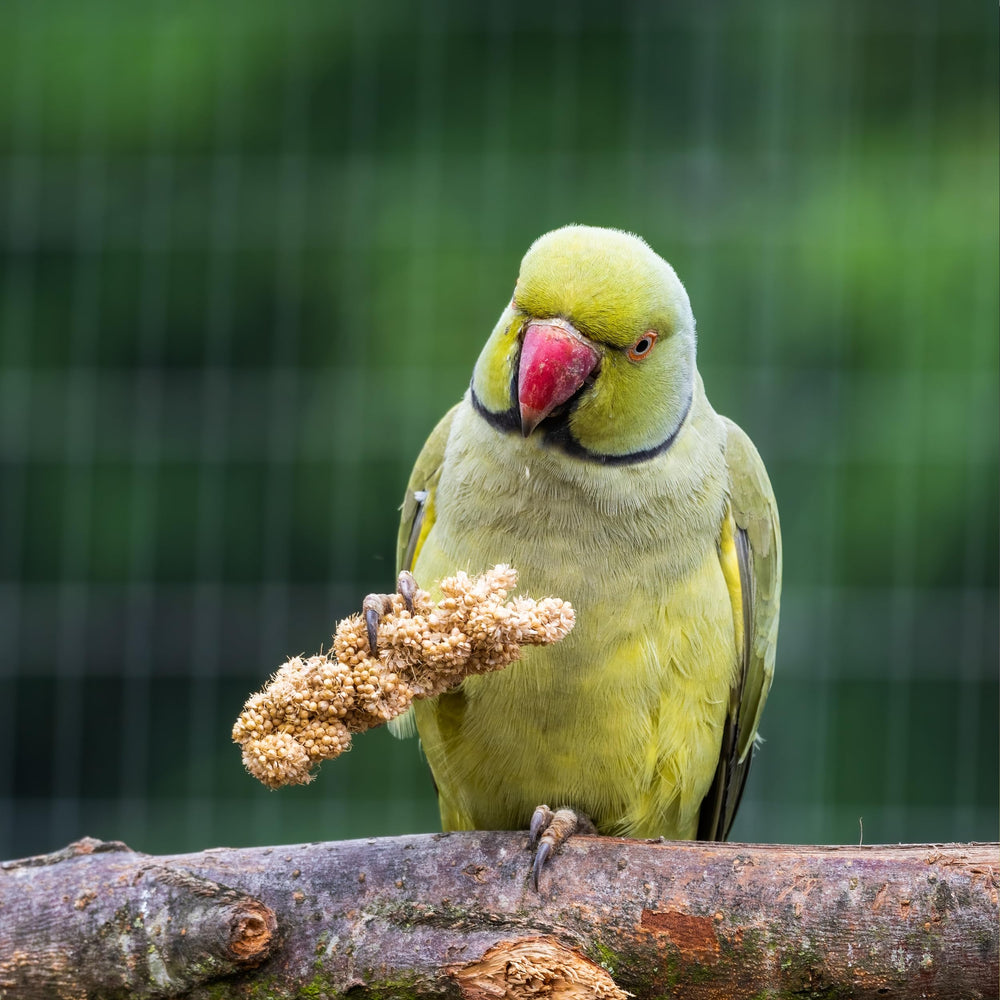 Birds LOVE Millet Tips & Tails are freezer-friendly for stocking up