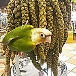 Birds LOVE spray millet bird treats depicts ideal bonding snack for cockatiels and parakeets.