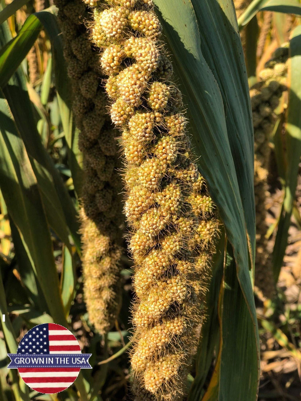 Birds LOVE spray millet packaging highlights freshness and USA-made quality.
