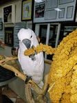 Birds LOVE spray millet easy-to-feed clip-in millet for daily snacks.