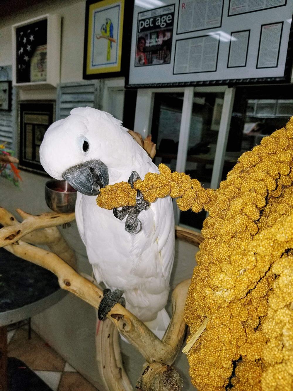 Birds LOVE Spray Millet sprouting image hints amino acid rich options