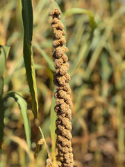 Birds LOVE spray millet usa-grown label emphasizes USA-sourced millet quality