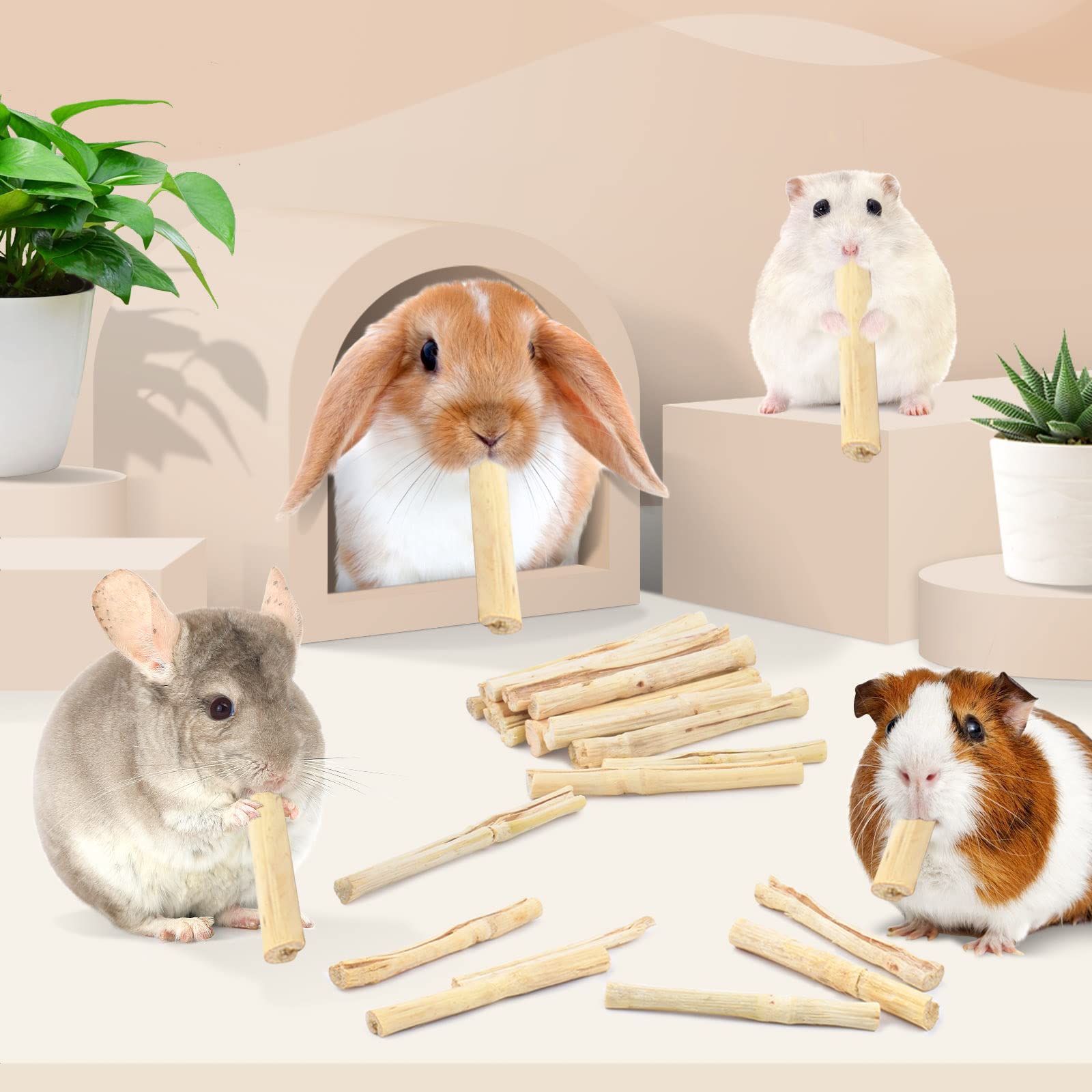 Bissap bamboo chew sticks illustrate dental wear and natural chewing action
