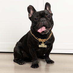 BiteKing 16-inch gold dog collar fit image demonstrates precise sizing for medium dogs.