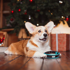 Black Rhino adjustable strap demonstrates precise fit for medium dogs.