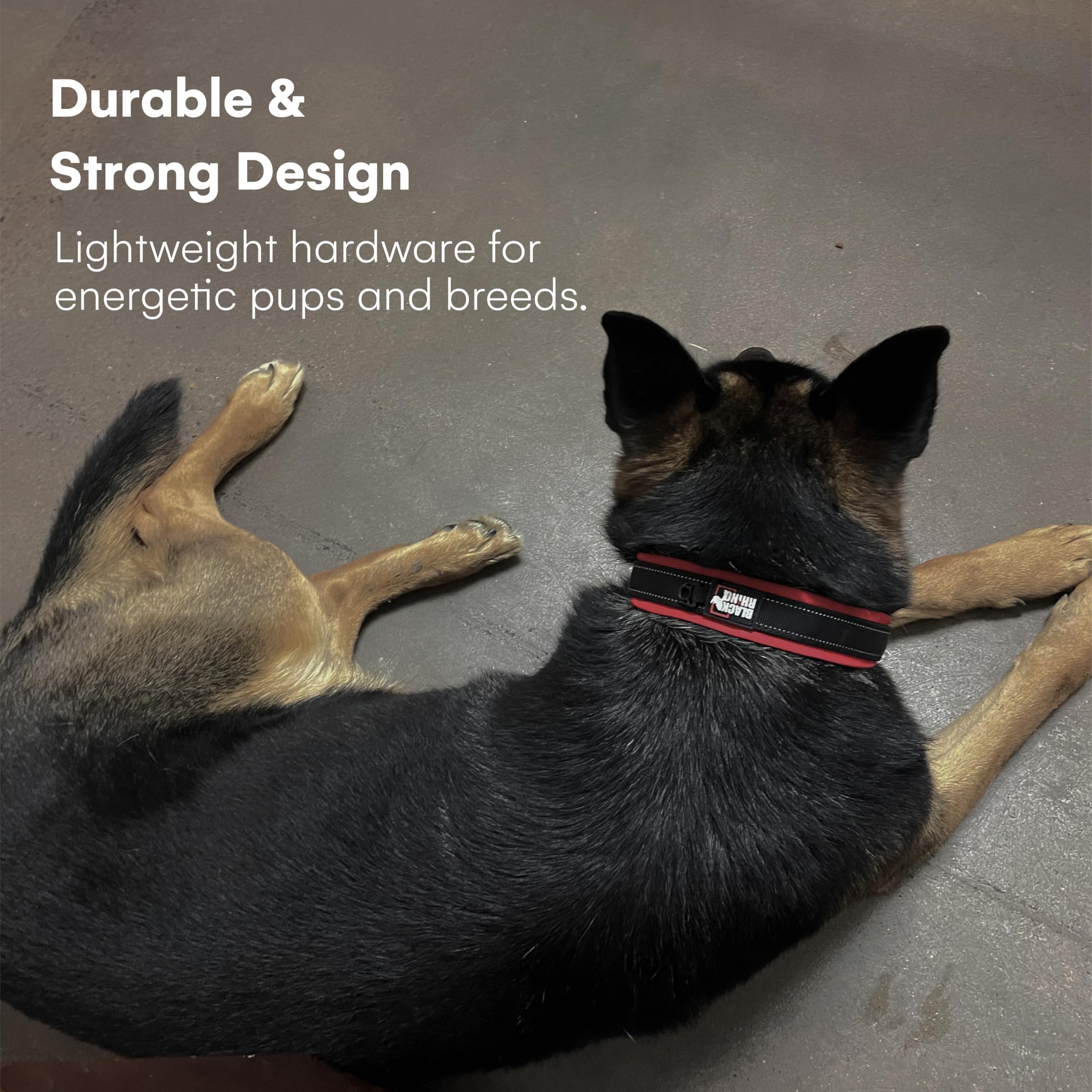 Black Rhino collar reflective stitching improves visibility in low light