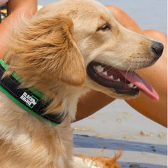 Black Rhino collar shows reflective stitching for improved visibility during dawn or dusk walks.