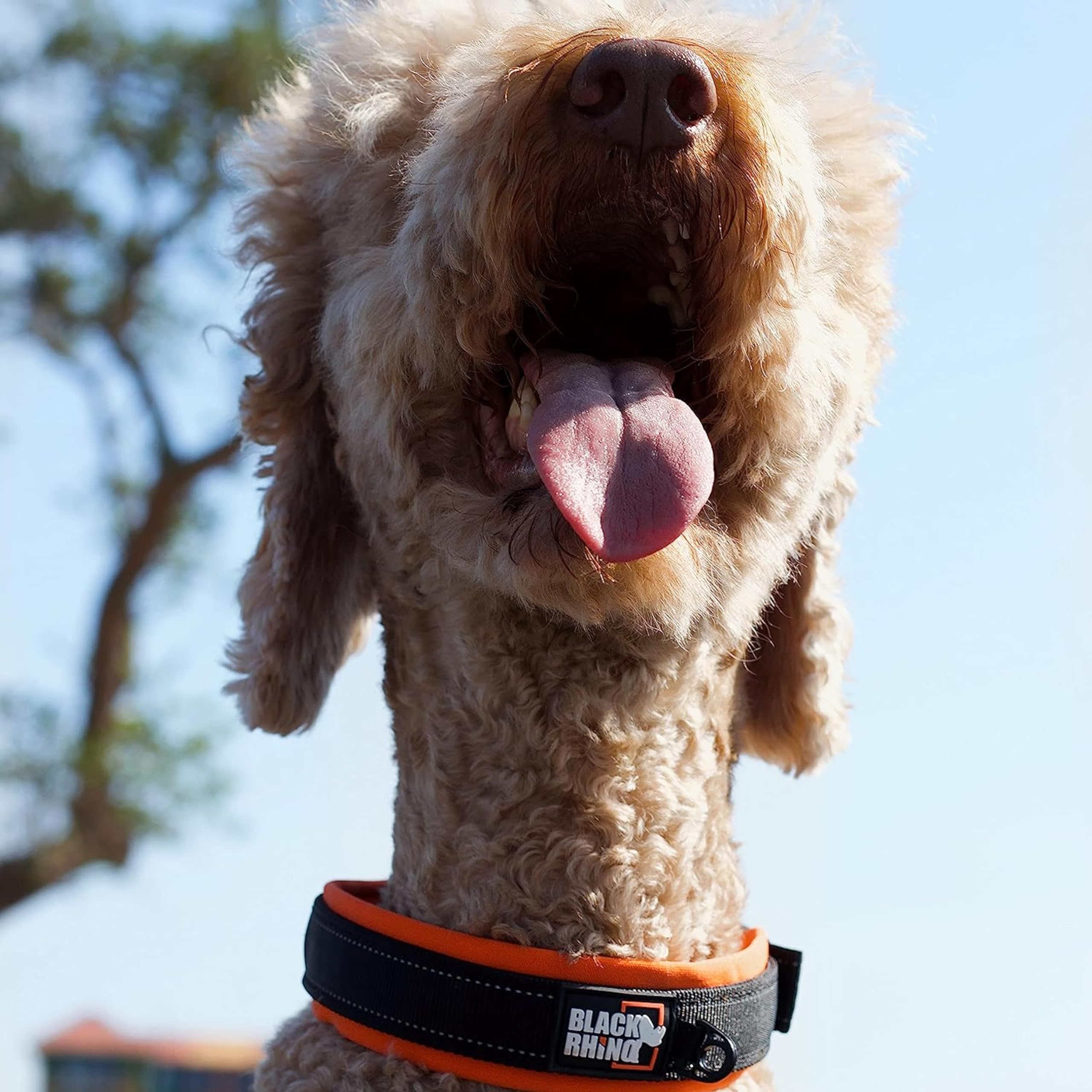 Black Rhino collar shows lightweight, durable hardware built for active dogs.