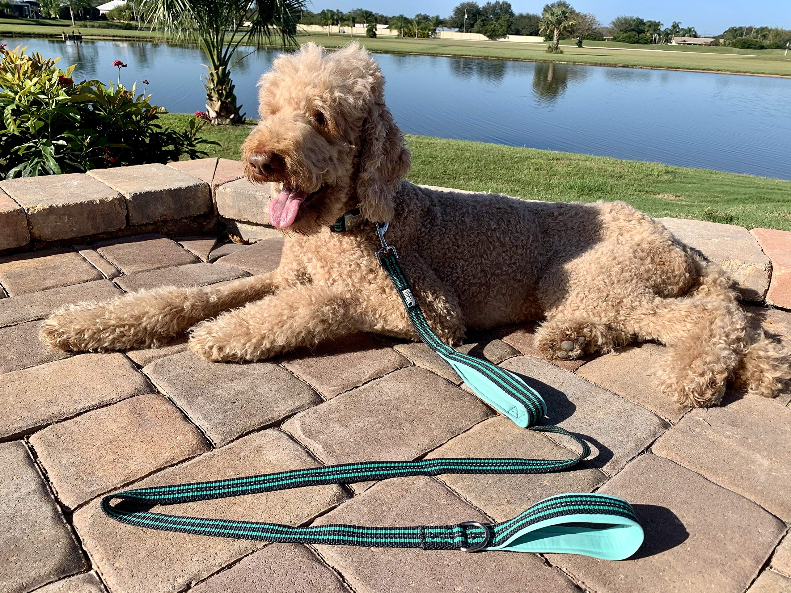 Black Rhino training-friendly leash shows short-leash option for heel-focused practice