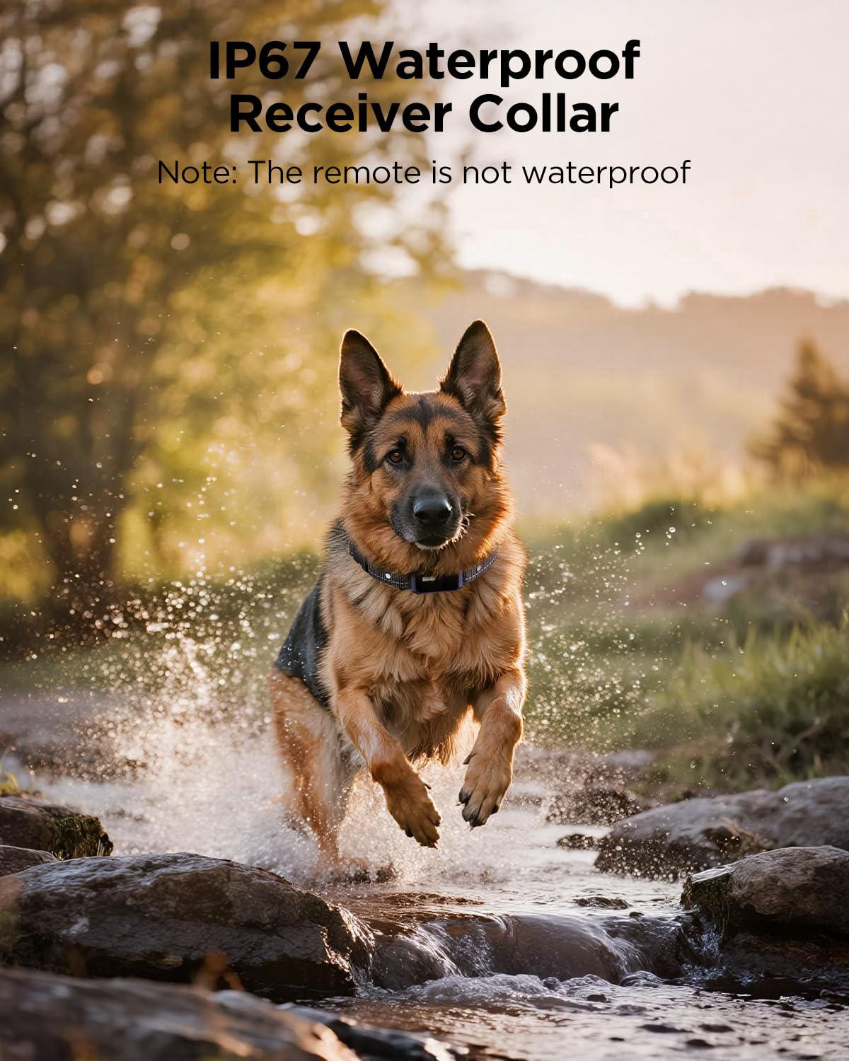 Blackdog 4200ft range collar enables long-range training across parks and beaches.