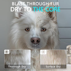 Blanlody High Velocity Dryer nozzle set demonstrates versatile grooming for all coat types.