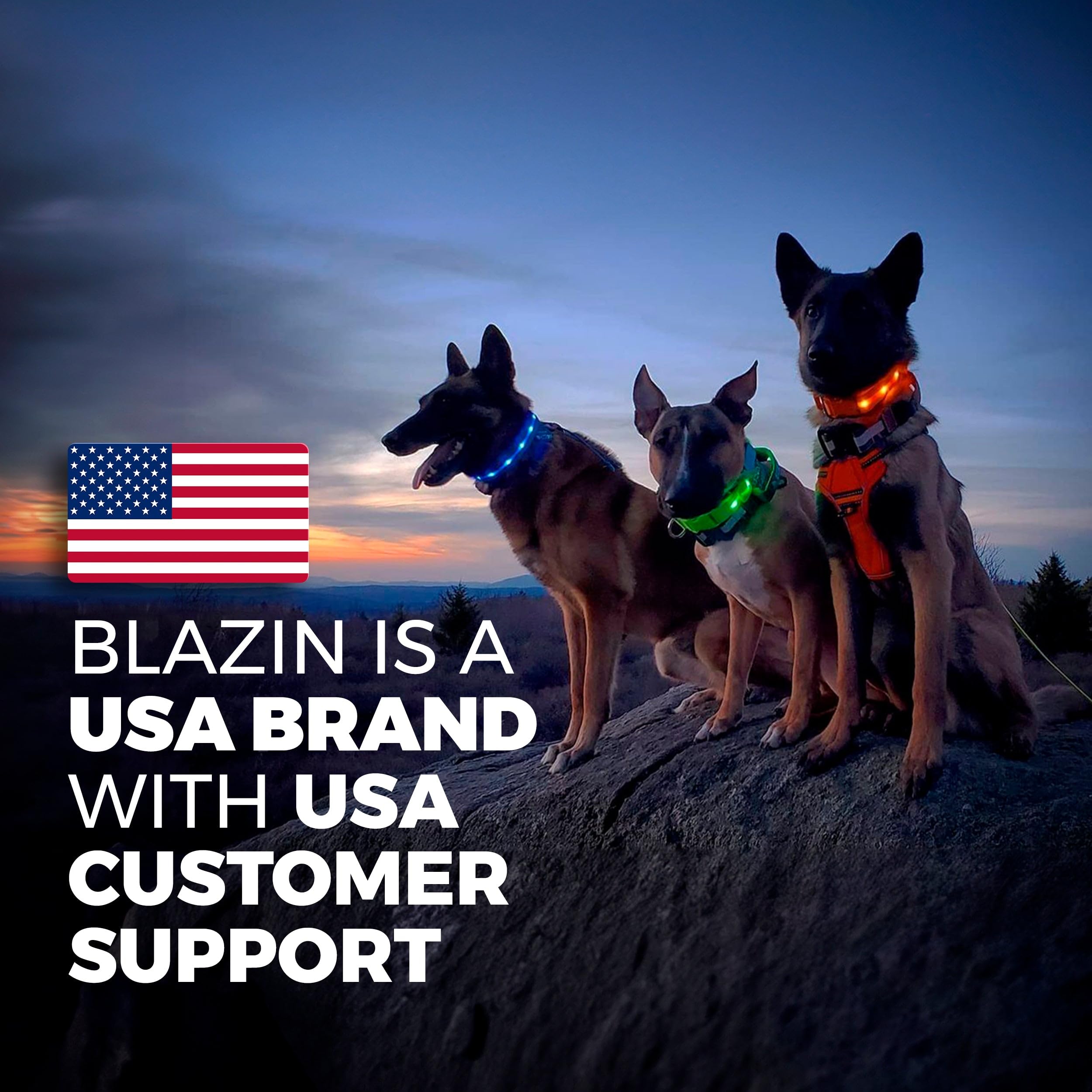 Blazin collar available in four sizes and ten colors.