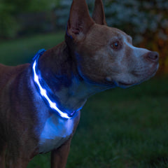 Blazin Light Up Dog Collar front view highlights bright LEDs for nighttime visibility.