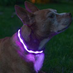 Blazin Light Up Dog Collar side view highlights LED visibility for evening walks.