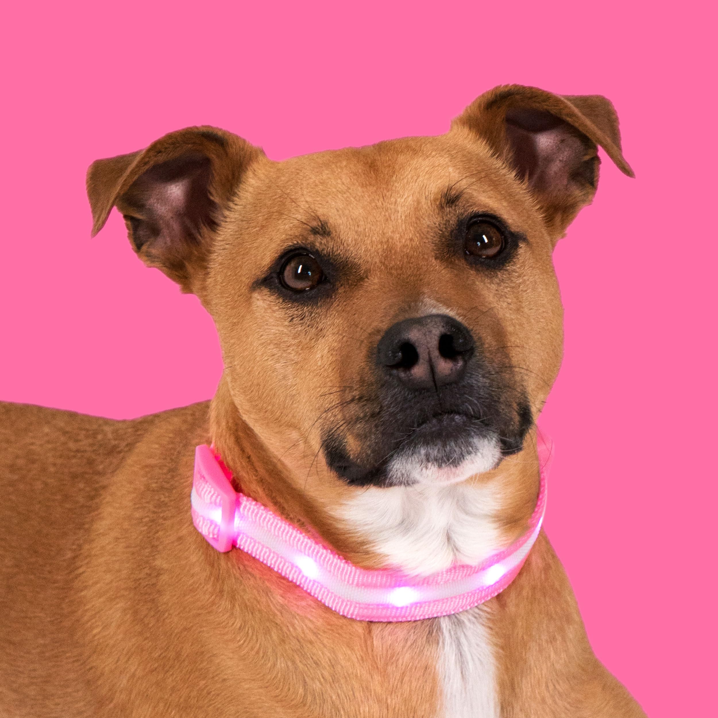 Blazin light up dog collar size-chart image guiding fit for all breeds.
