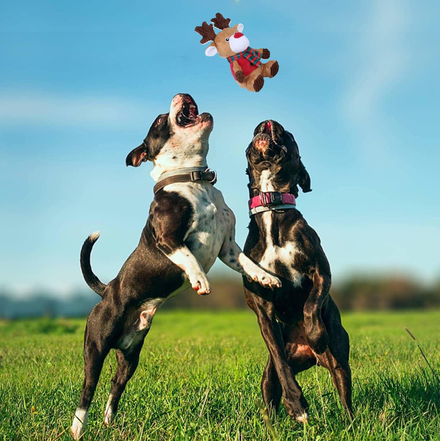 Blnboimrun dog toy with soft texture helps massage gums during play