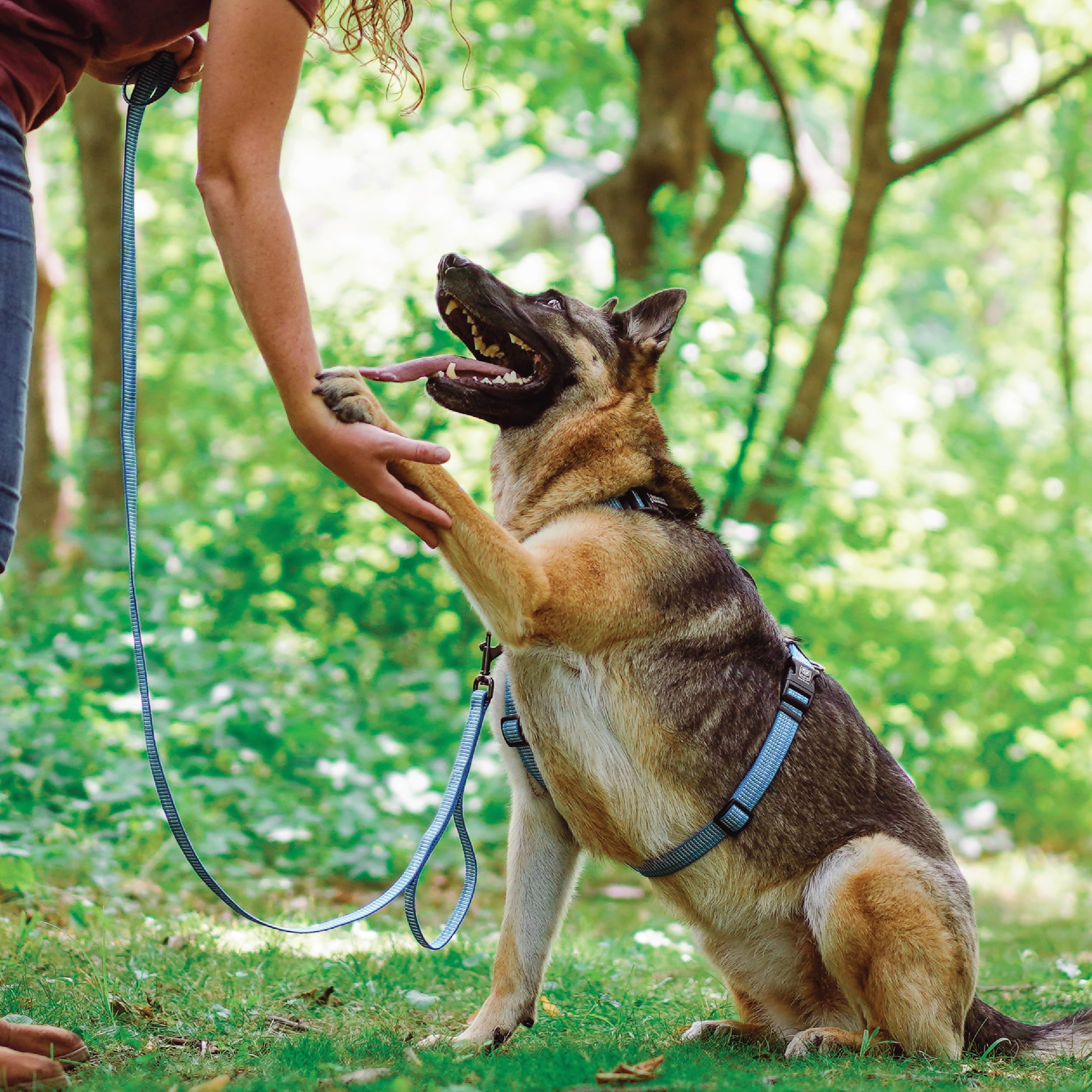 Blue-9 Dual D-rings for versatile leash options during training