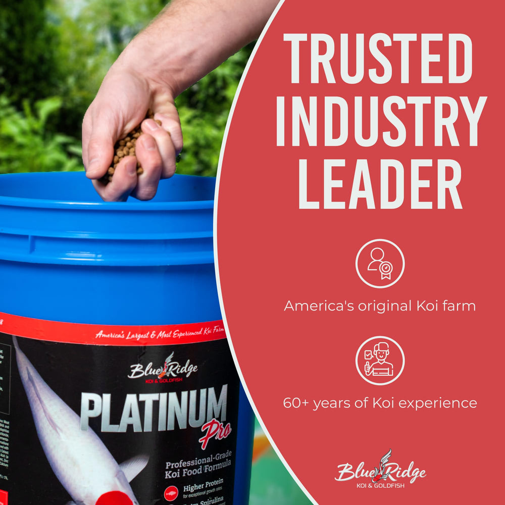Blue Ridge koi food supports year-round feeding, even in fall and winter