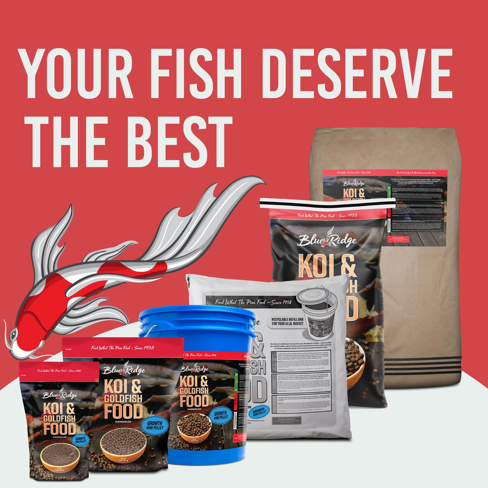 Blue Ridge Koi Fish Food autumn feeding context for cooler temperatures.