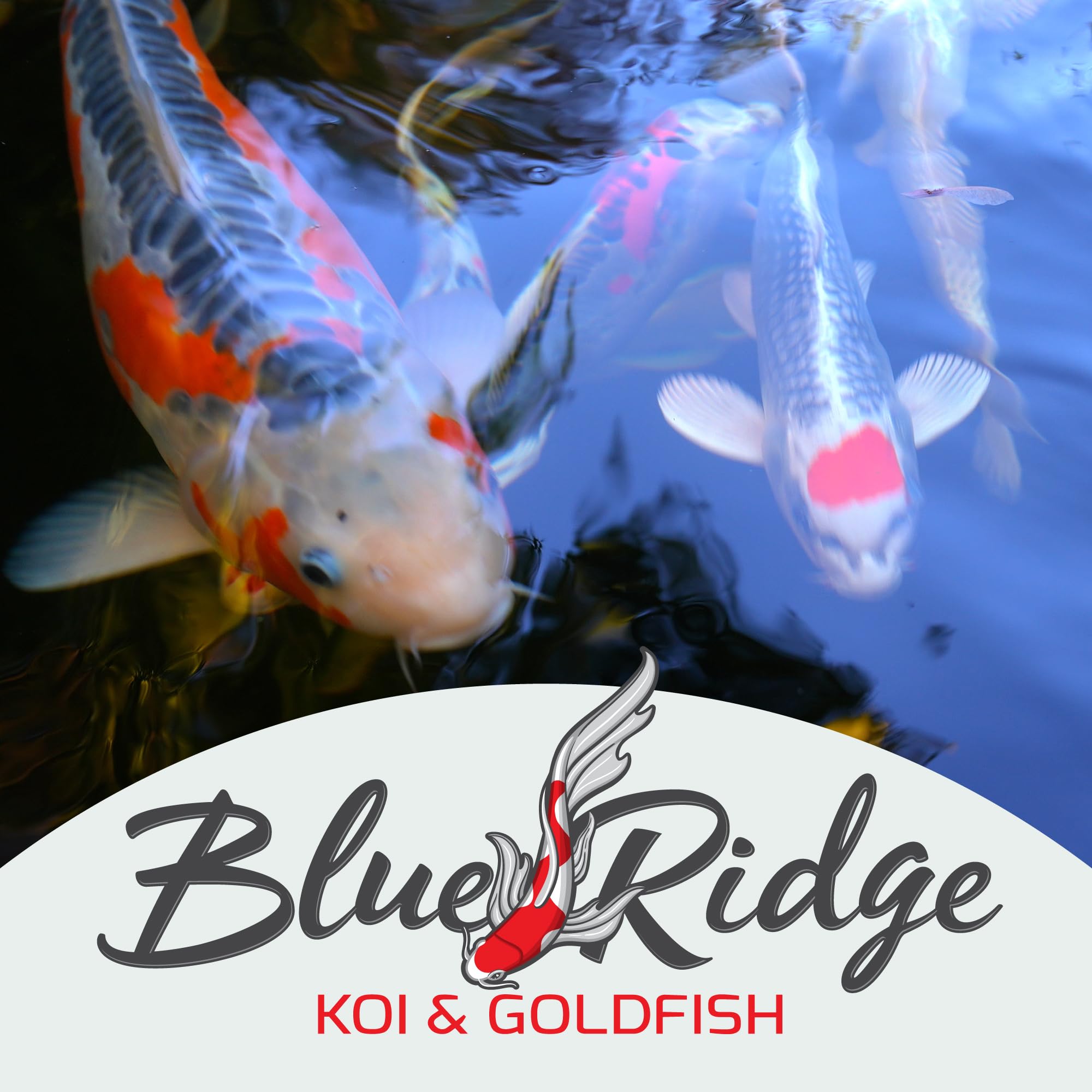 Blue Ridge Koi Fish Food satisfaction guarantee badge signaling buyer confidence.