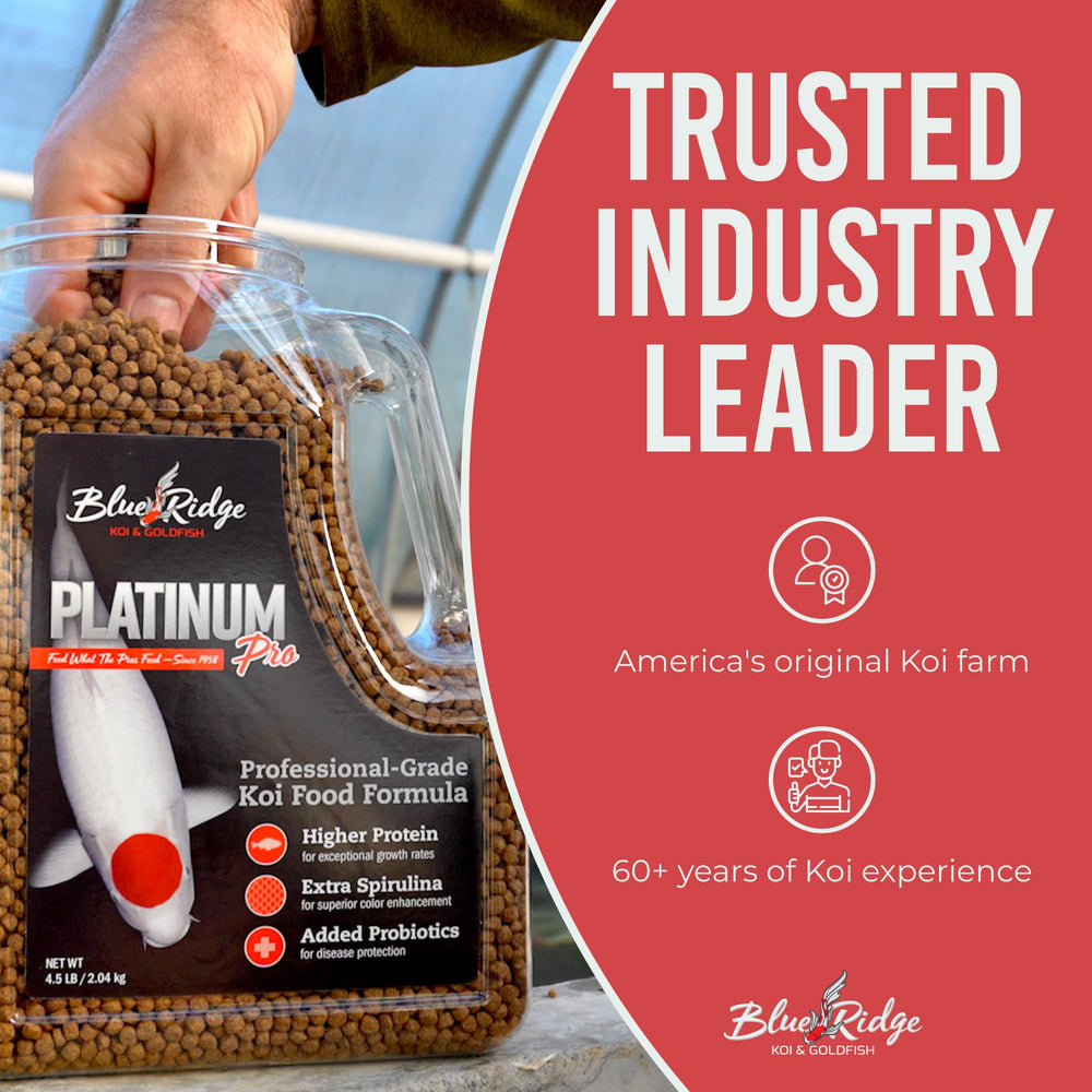 Blue Ridge Koi Food cold-weather performance helping koi stay active in cooler temps.