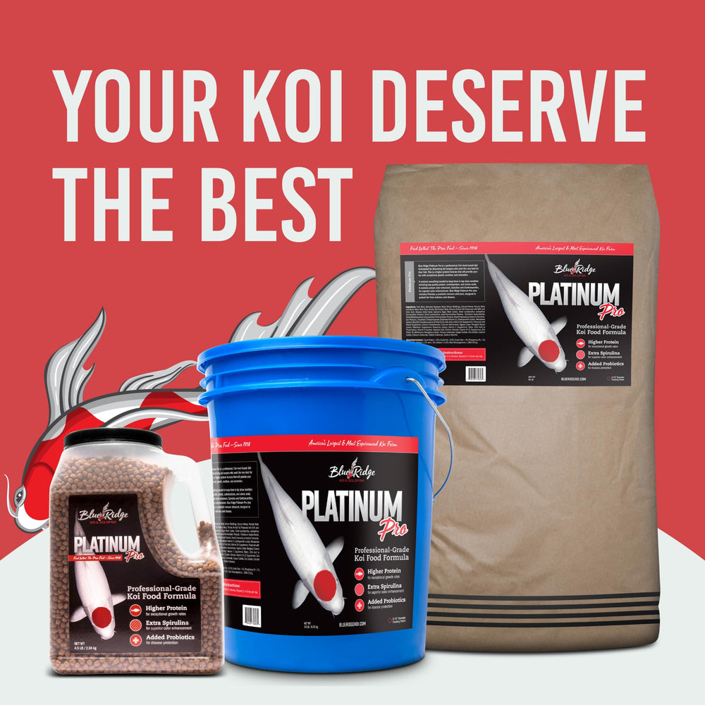 Blue Ridge Koi Food pond feeding setup for convenient portioning.