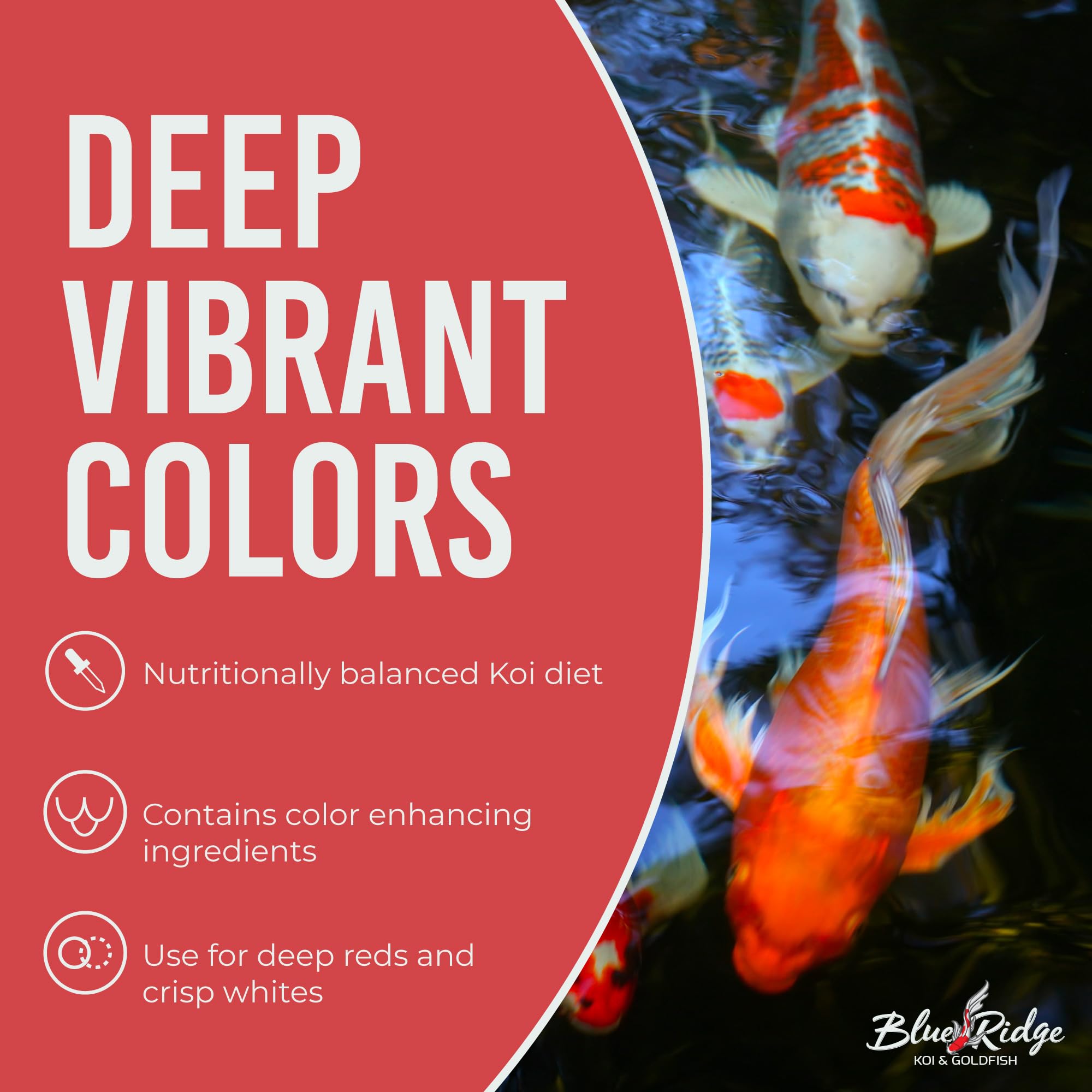 Blue Ridge Koi Food Primilac probiotic immune stimulant label signals health support.