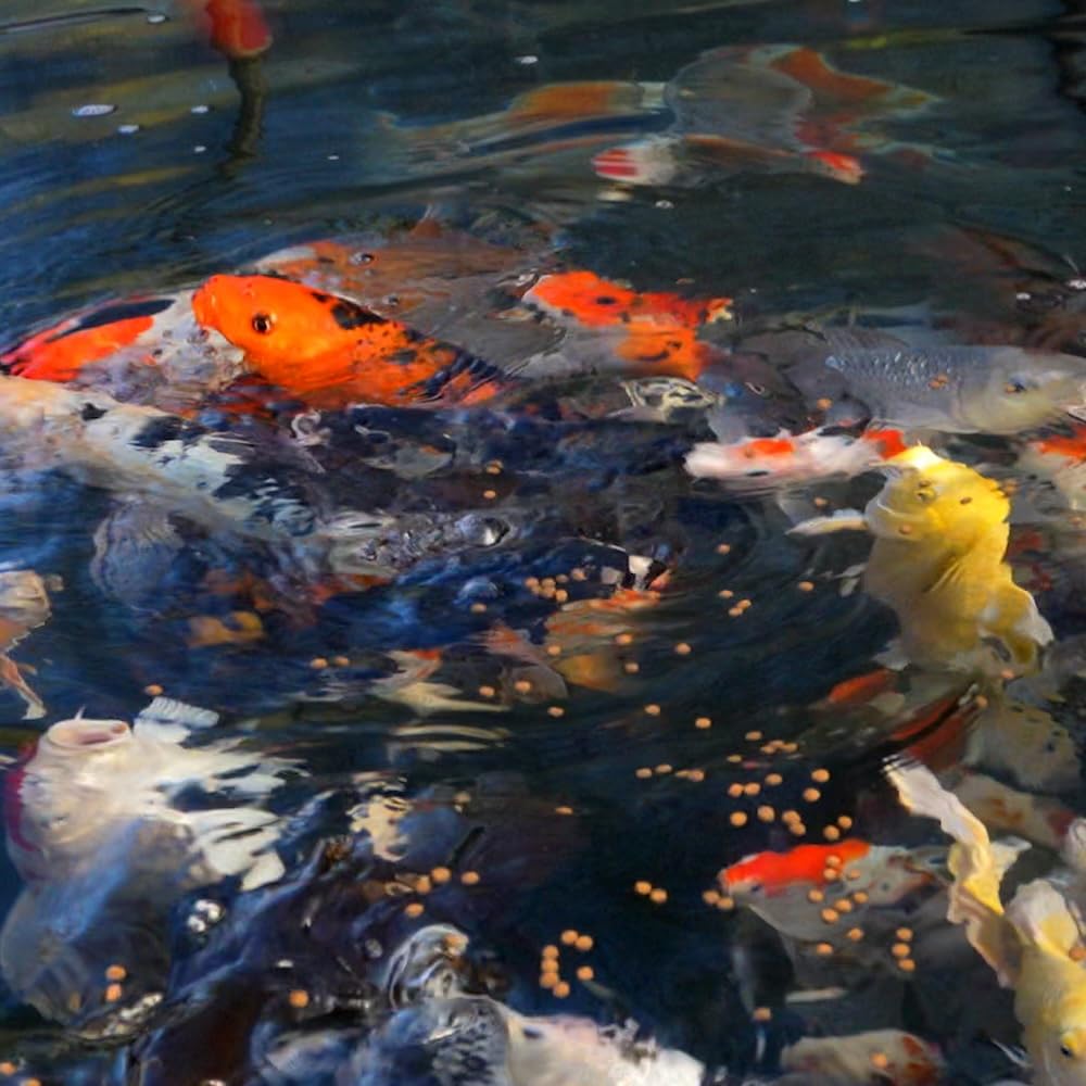 Blue Ridge Koi Food satisfaction guarantee graphic signaling trust