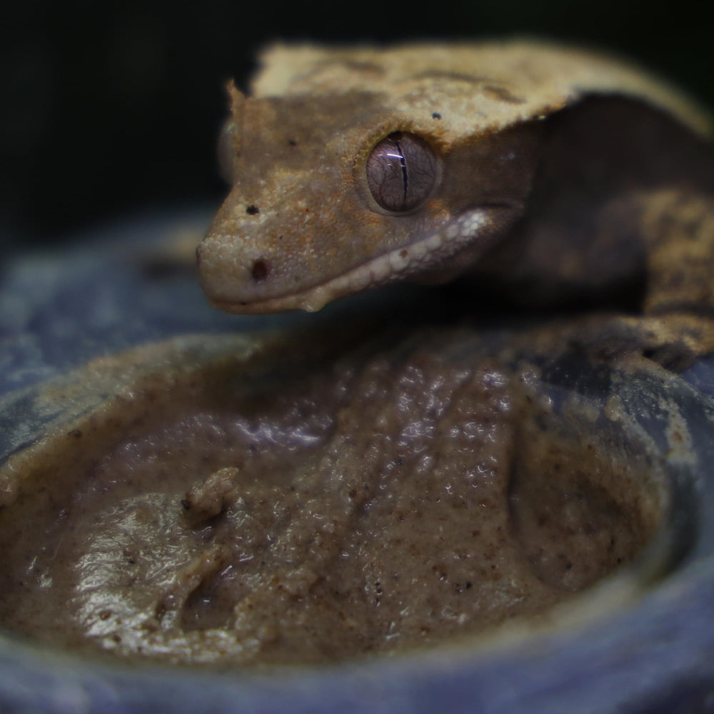 Blue River Diets Crested Gecko Diet bug protein image highlighting fly larva content for growth.