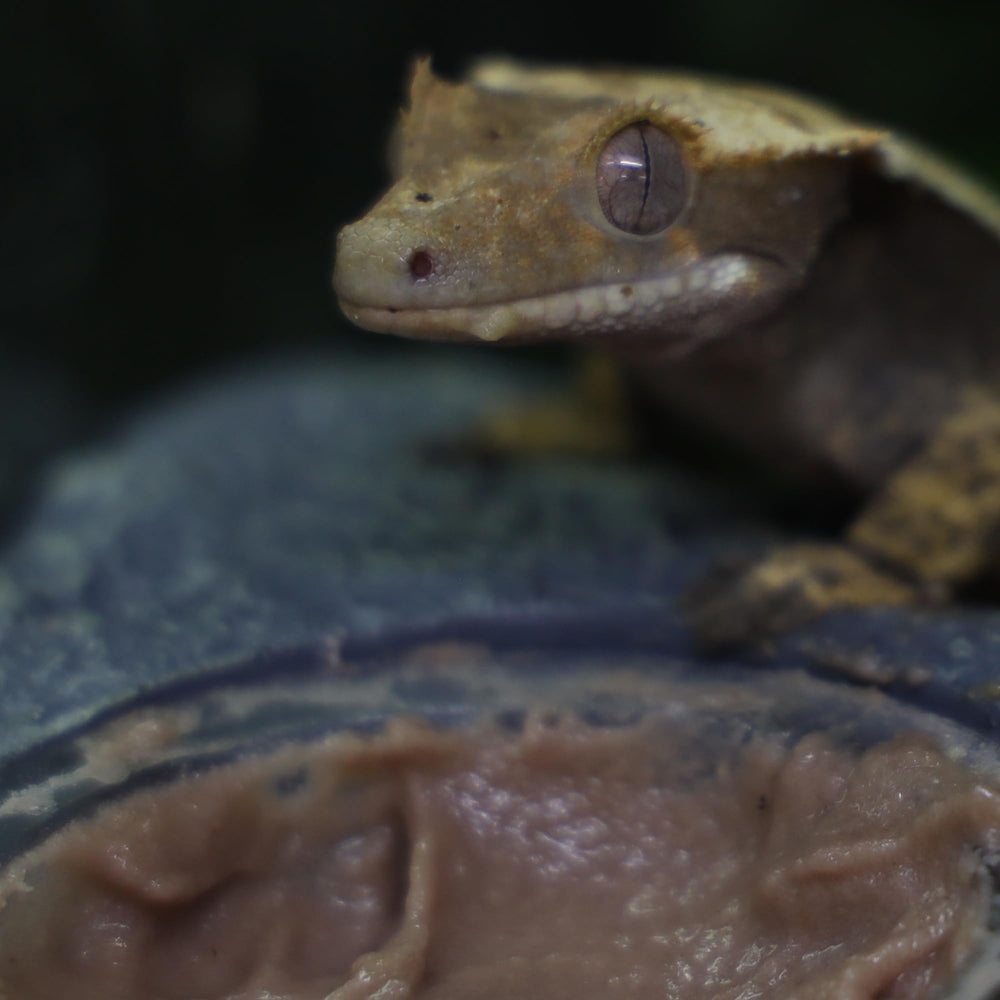 Blue River Diets Crested Gecko Diet Strawberry Swirl close-up swirl highlights appealing flavor for picky geckos.