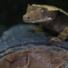 Blue River Diets Crested Gecko Diet Strawberry Swirl close-up swirl highlights appealing flavor for picky geckos.