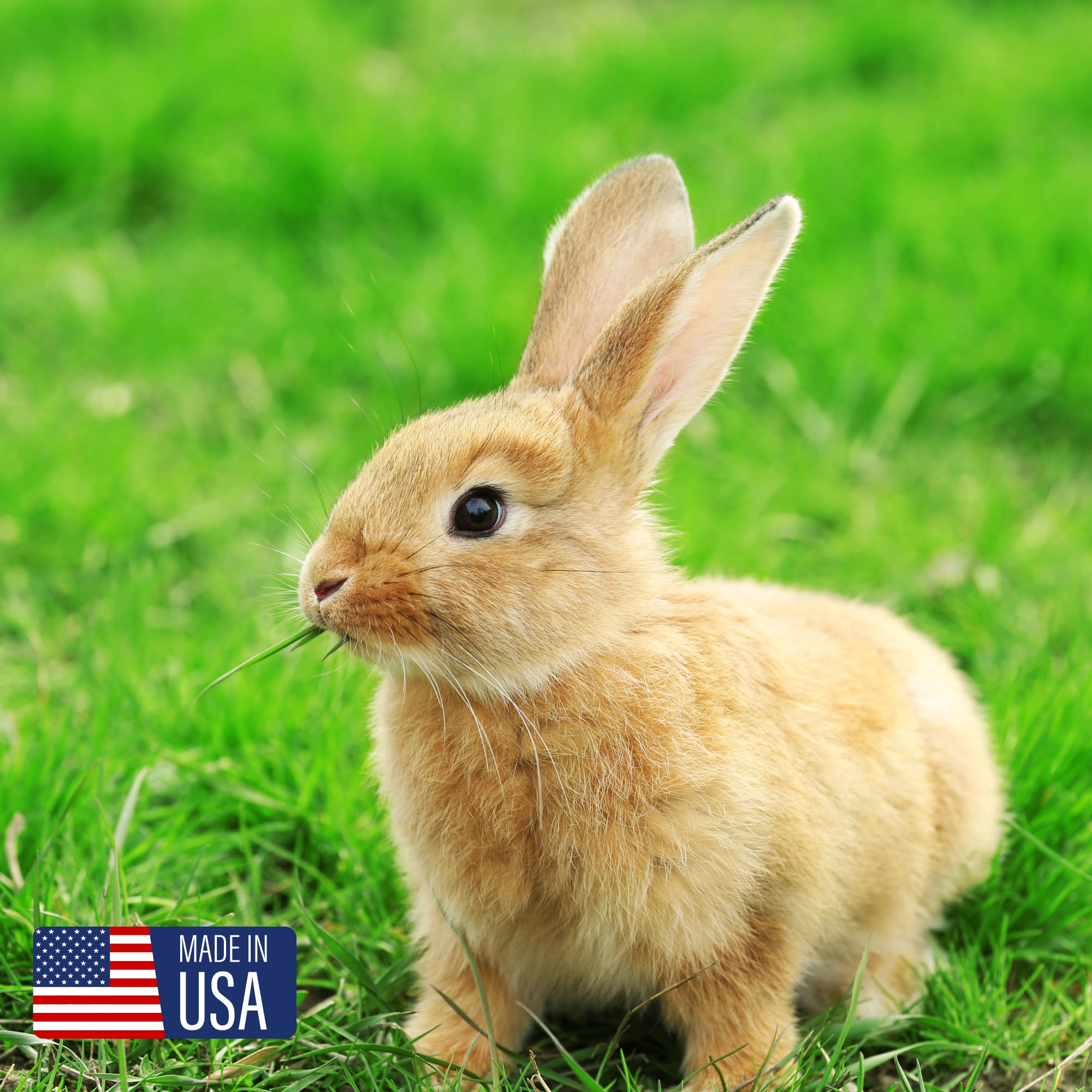 Blue Seal Fresh Show Hutch Deluxe 17 show rabbit feeding setup image.