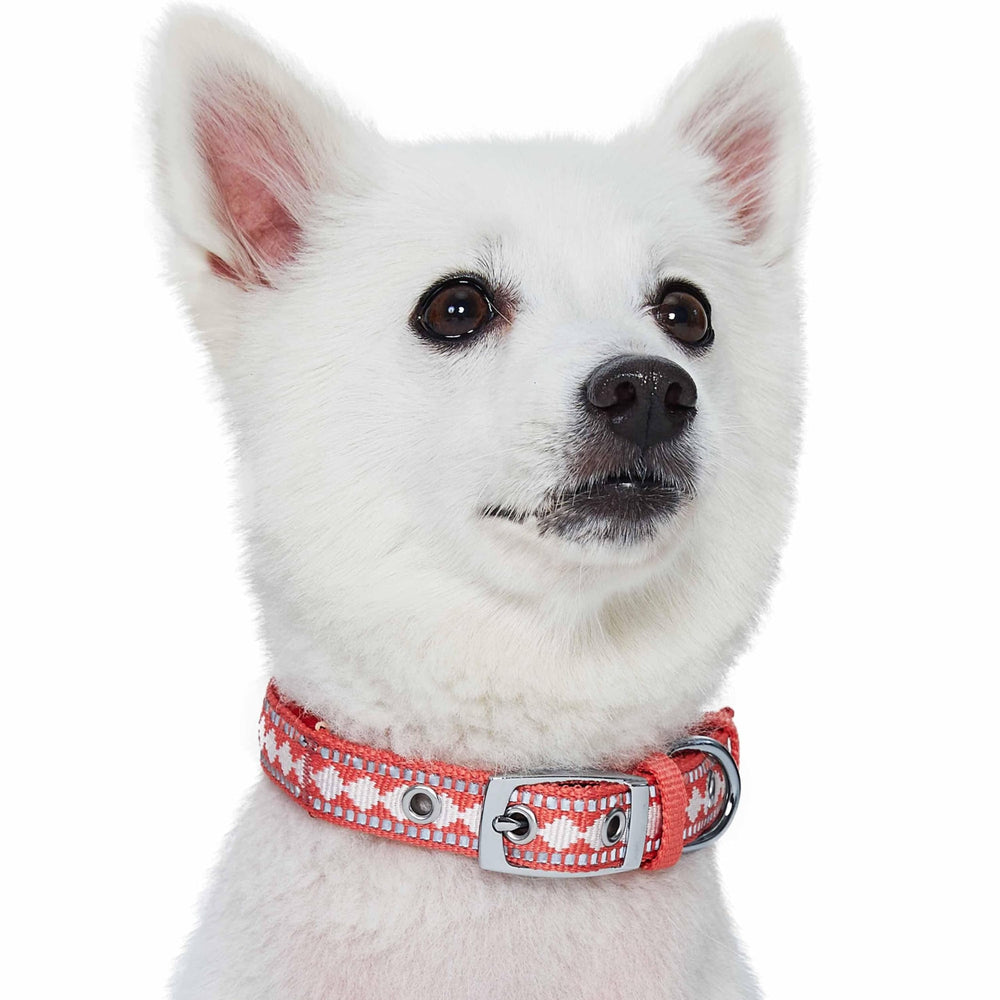Blueberry Pet matt-grey D-ring detail emphasizes durability on the collar