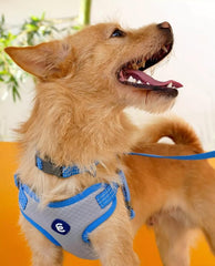Blueberry Pet Essential Medium Safety Reflective Collar in FrenchBlue highlights high-visibility color.